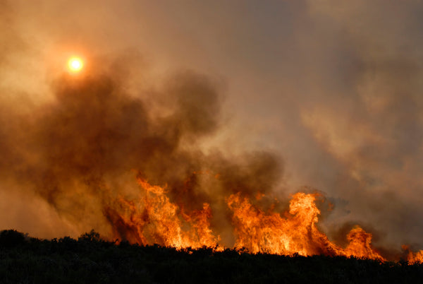 Forest fire