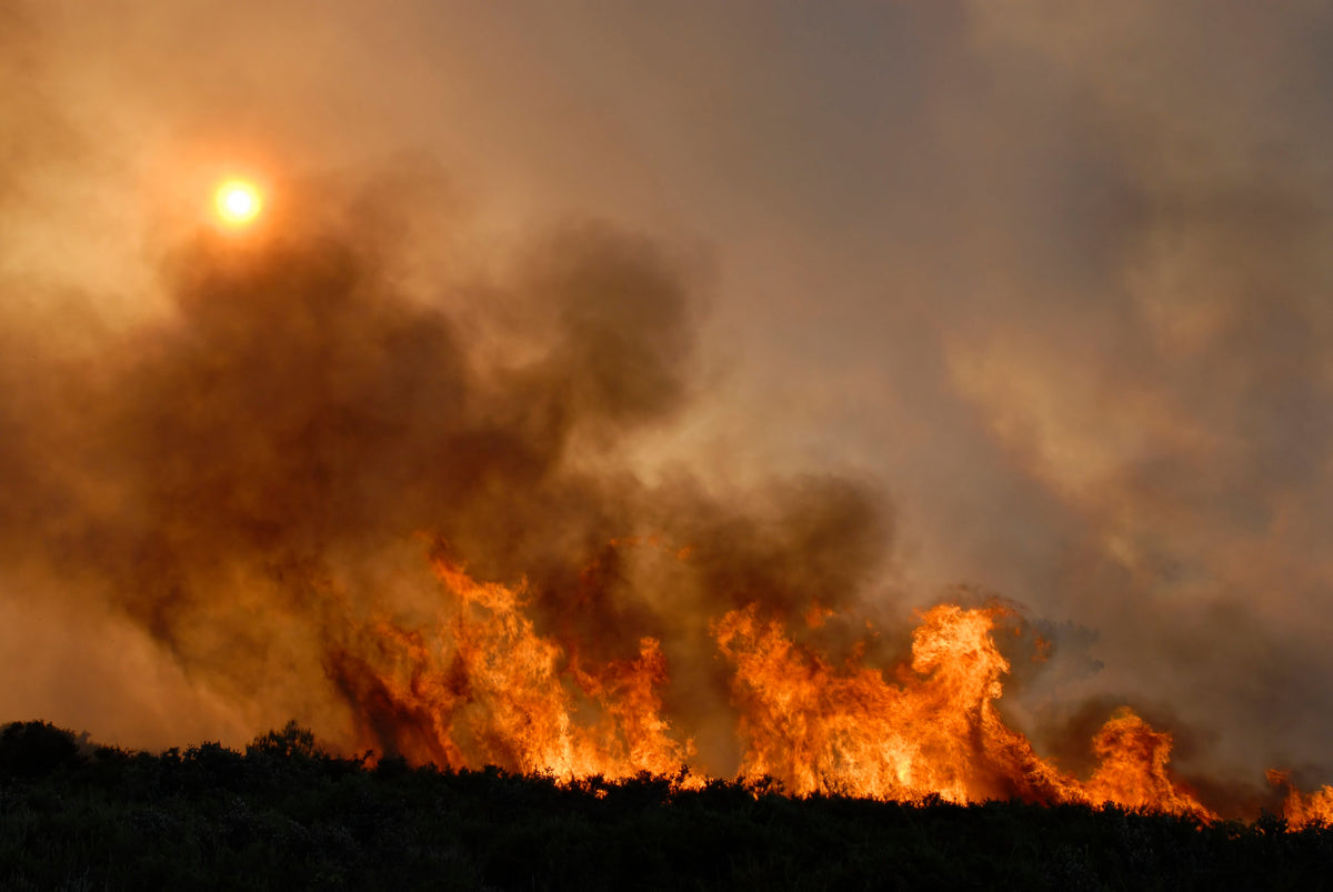 Forest fire